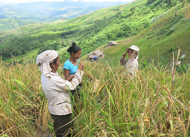 Đồng bào dân tộc thiểu số ở huyện Minh Hóa đang thu hoạch lúa rẫy.