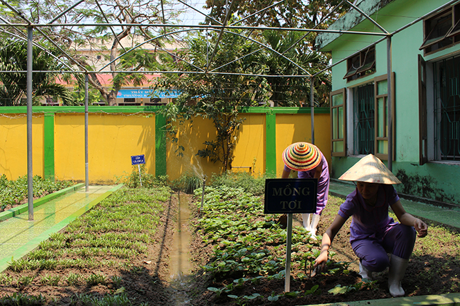  “Vườn rau của bé” ở Trường mầm non Hoa Hồng.
