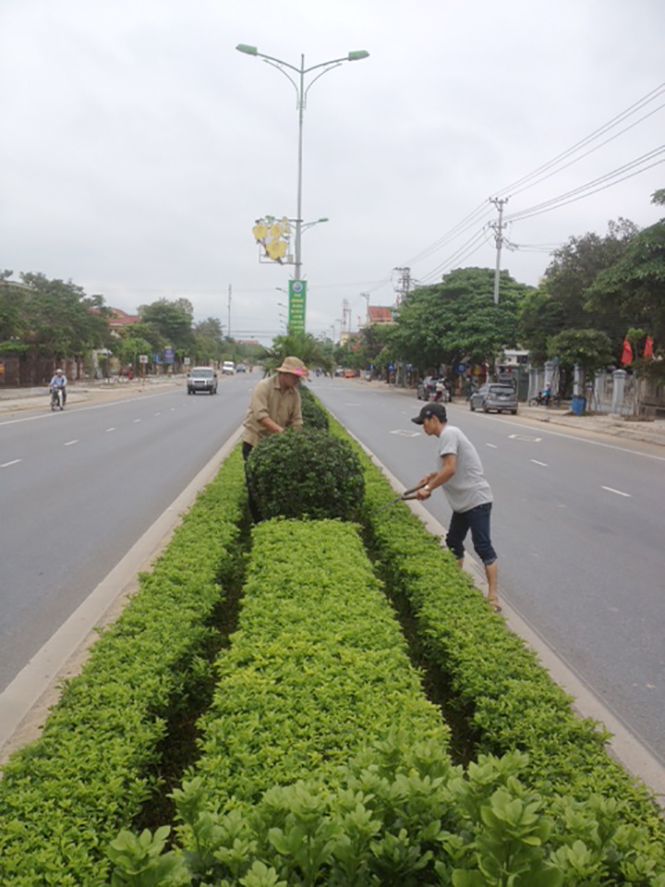 Cắt tỉa cây xanh trên tuyến Quốc lộ 1 đoạn đi qua khu vực thị trấn Hoàn Lão