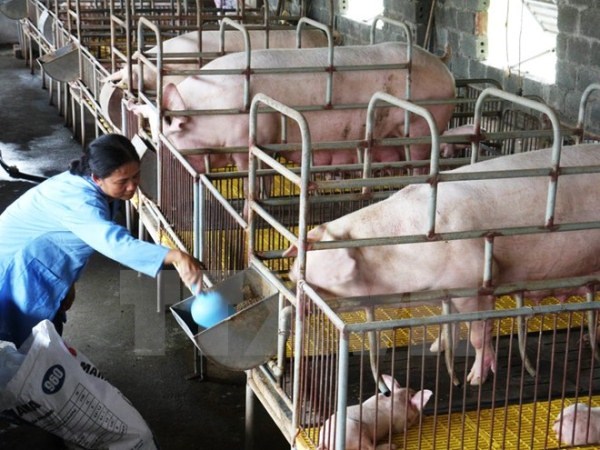 Nông dân chăm sóc đàn lợn nái tại Hưng Yên. (Ảnh: Đình Huệ/TTXVN)