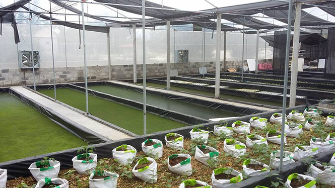 Mô hình trồng rau thủy canh của anh Dương Trí Quang (Ngư Thủy Bắc, Lệ Thủy) cho thu hoạch 15kg rau quả/ngày.