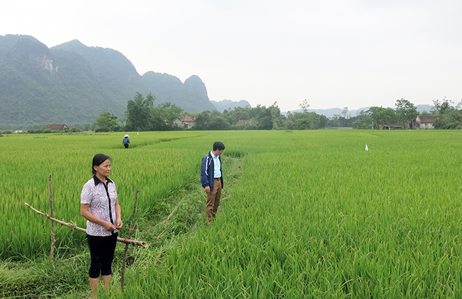 Cánh đồng lúa theo mô hình cải tiến SRI tại xã Yên Hóa (Minh Hóa).