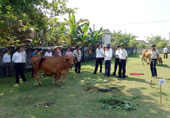 Hội thi “Nông dân chăn nuôi bò lai giỏi” năm 2017 thu hút đông đảo bà con 8 xã vùng trung  huyện Quảng Trạch tham gia.