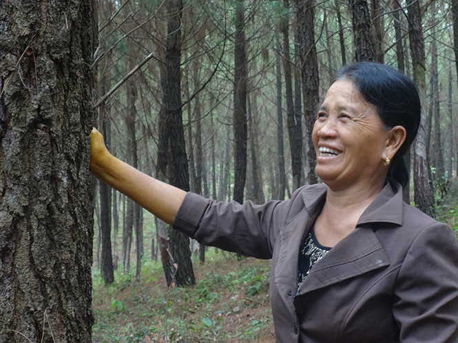 Chị Nguyễn Thị Thanh bên rừng thông đang đến tuổi khai thác.