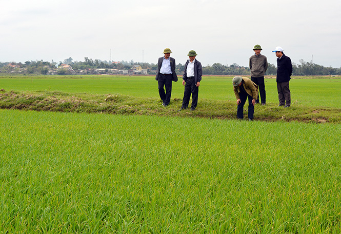 Lãnh đạo huyện Quảng Ninh thường xuyên kiểm tra tình hình sản xuất nông nghiệp trên địa bàn.