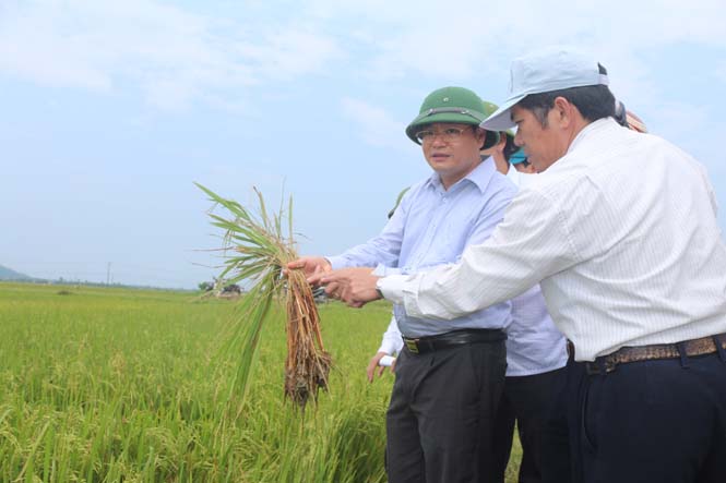 Đồng chí Lê Minh Ngân, Phó Chủ tịch UBND tỉnh kiểm tra tình hình phòng chống rầy tại xã Cự Nẫm, huyện Bố Trạch 			