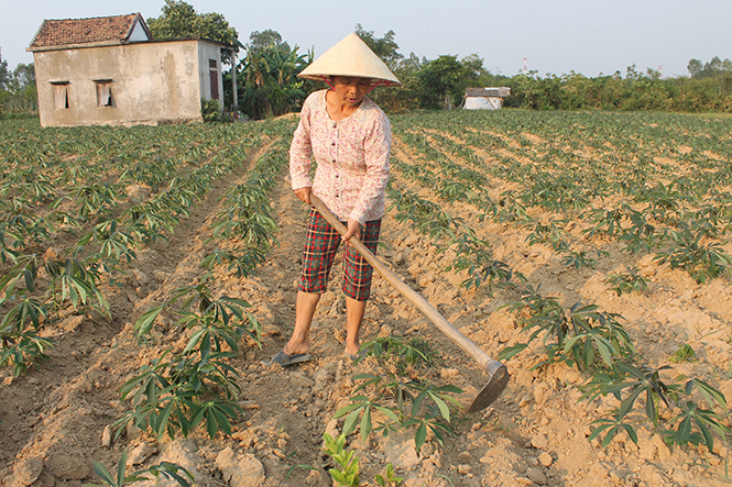 Nông dân xã Nam Trạch hy vọng vụ sắn năm nay sẽ không thất thu như vụ trước.