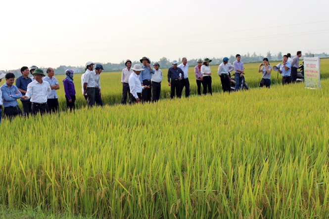 Các đại biểu và người dân tham quan mô hình thử nghiệm giống lúa HN6.