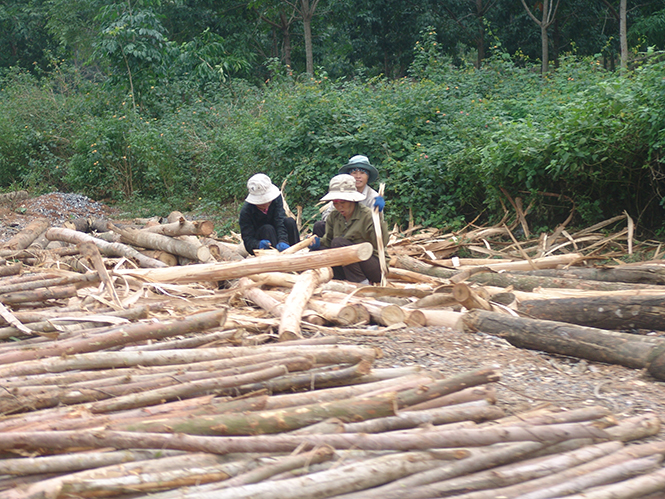Khai thác gỗ rừng trồng ở Tuyên Hóa.