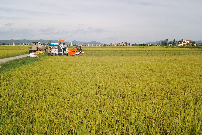 Mô hình cánh đồng mẫu lớn với nhiều ưu điểm vượt trội tại xã Quảng Lộc, thị xã Ba Đồn.