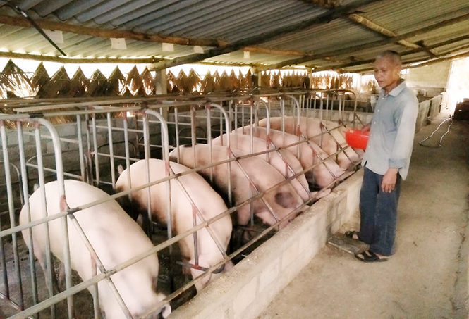 Đàn lợn của ông Đinh Thanh Minh (Xuân Hóa, Minh Hóa) dù đủ điều kiện xuất chuồng vẫn không ai hỏi mua.