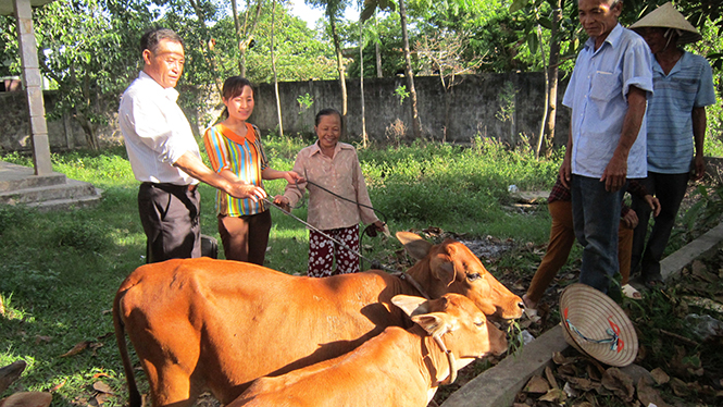 BQL ngân hàng bò xã An Ninh đang bàn giao bê F2 cho hộ hưởng lợi tiếp theo.
