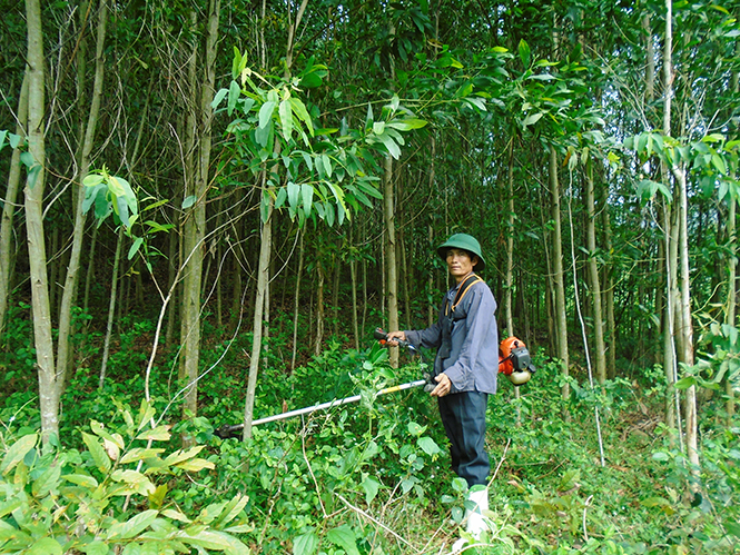 CCB Nguyễn Thanh Hóa đang chăm sóc, xử lý thực bì khu rừng trồng của gia đình.