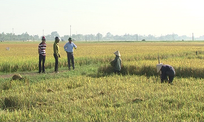 Vụ đông-xuân năm 2016-2017, nông dân xã Mỹ Thủy (Lệ Thủy) chủ động đưa nhiều giống lúa mới vào sản xuất.