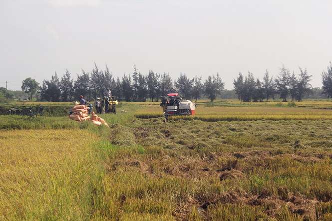  Bà con Quảng Xá, Tân Ninh đang thu hoạch lúa tại ruộng canh tác theo mô hình cải tiến SRI.