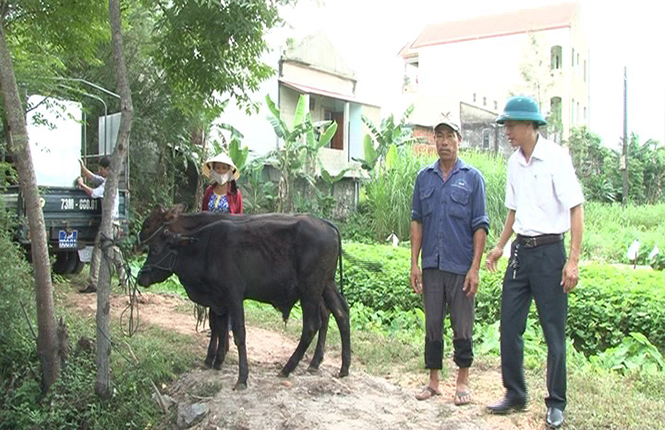 Phòng Nông nghiệp và PTNT huyện Lệ Thủy bàn giao bò Zebu cho hộ nông dân xã Cam Thủy.