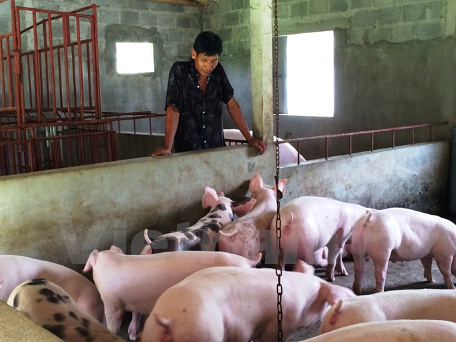 Các hộ chăn nuôi lợn đang hết sức điêu đứng vì giá lợn giảm xuống thấp. (Ảnh: Thanh Tâm/Vietnam+)