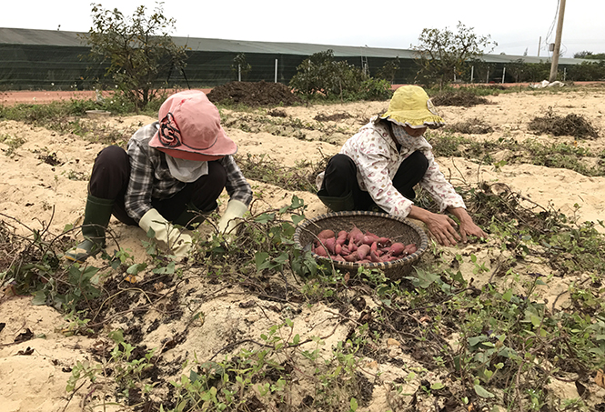 Khoai Bảo Ninh được trồng theo phương thức hữu cơ, thuận tự nhiên ở trang trại của chị Phương Lan.