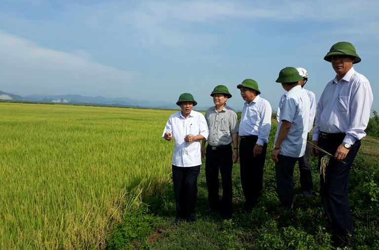  Đồng chí Bí thư Tỉnh ủy Hoàng Đăng Quang thăm mô hình sản xuất lúa tại xã An Thủy.