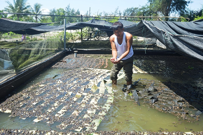 Nuôi ếch thương phẩm đang là mô hình kinh tế phát huy hiệu quả ở Ngư Thủy Trung (Lệ Thủy).