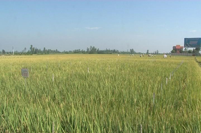 Bố Trạch đưa vào gieo trồng nhiều giống lúa mới trong vụ đông xuân 2016-2017.