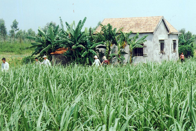 Người dân thị trấn Nông trường Việt Trung (Bố Trạch) hợp đồng trồng cỏ chăn nuôi bò công nghiệp.