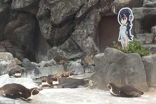  Trong khi những con chim cánh cụt khác mải chơi đùa thì Grape lại mải mê ngắm Hululu. (Nguồn: Twitter)