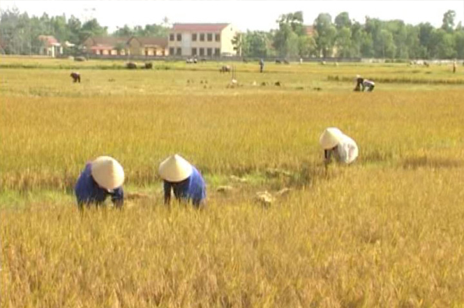 Nông dân xã Phong Thủy, Lệ Thủy thu hoạch lúa đông-xuân.