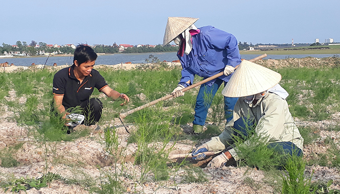 Tiến sĩ Trần Thế Hùng hướng dẫn người lao động chăm sóc cây măng tây.
