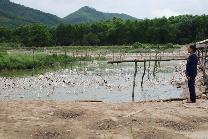 Mỗi ngày, trang trại ông Nguyễn Văn Tám xuất khoảng 1.900 quả trứng.
