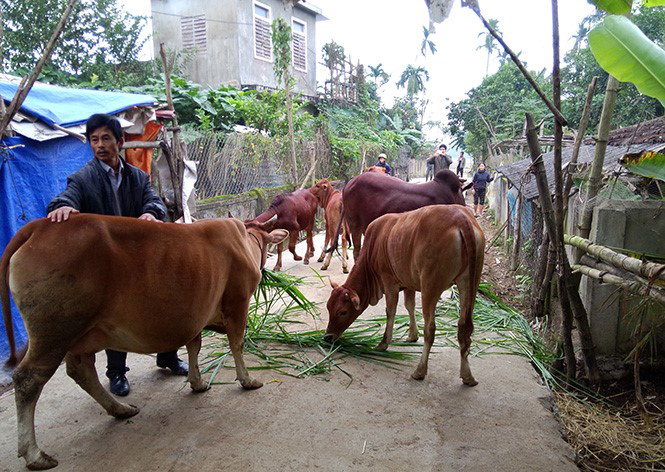 Kỹ thuật chăn nuôi bò được các tiểu giáo viên đưa vào cuộc thi “Tiểu giáo viên nông dân giỏi vùng mục tiêu Dự án SRDP tỉnh Quảng Bình lần thứ nhất”.