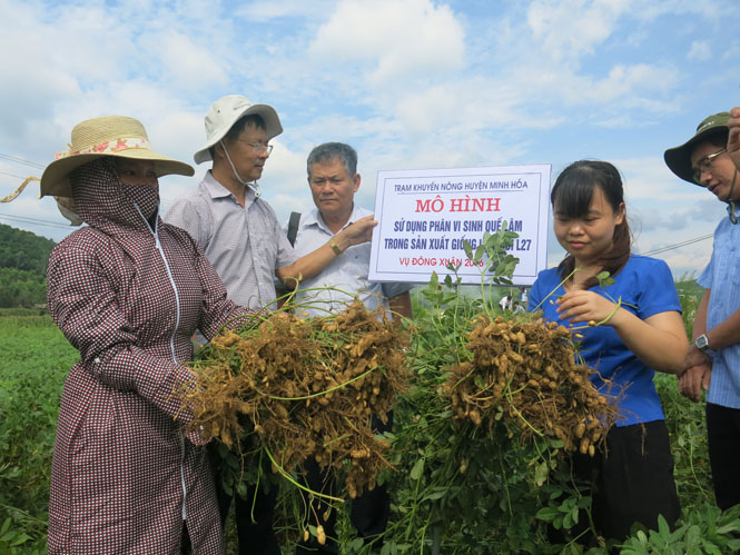 Giống lạc L27 trồng thí điểm cho năng suất cao tại xã Minh Hóa, huyện Minh Hóa