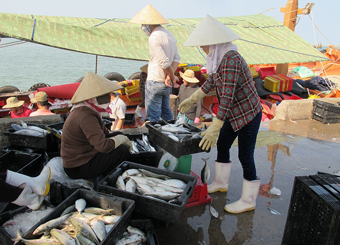 Trong 5 tháng đầu năm 2017, sản lượng đánh bắt thủy hải sản của ngư dân Quảng Trạch đạt hơn 4.200 tấn.