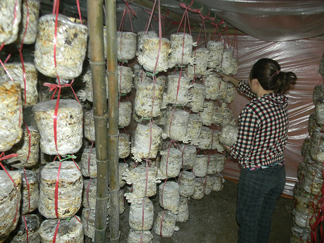 Một mô hình trồng nấm mang lại hiệu quả kinh tế cao của phụ nữ xã Tiến Hoá, huyện Tuyên Hoá.