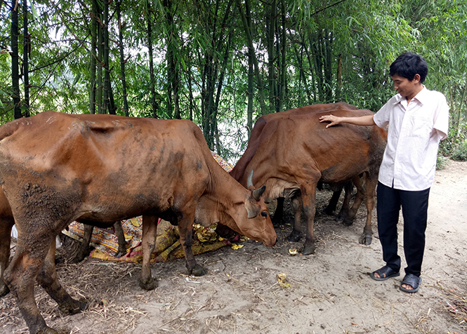 Phát triển chăn nuôi giúp gia đình anh Sơn ổn định cuộc sống.