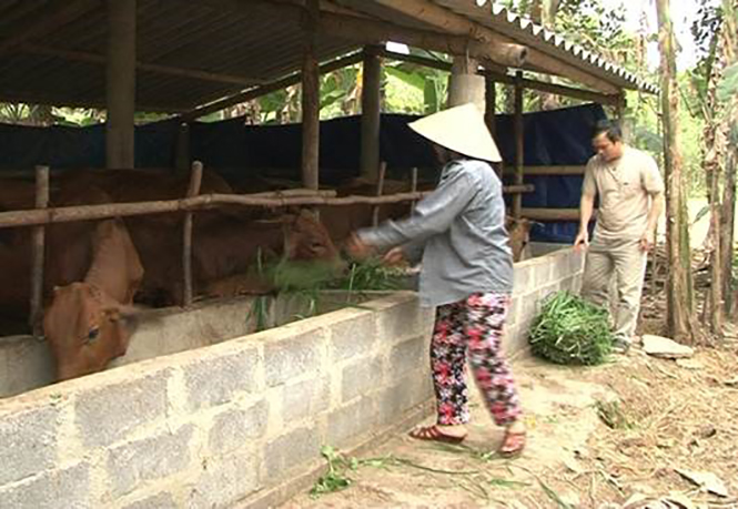 Hội LHPN huyện Lệ Thủy tích cực phối hợp chuyển giao kỹ thuật chăn nuôi cho chị em hội viên.
