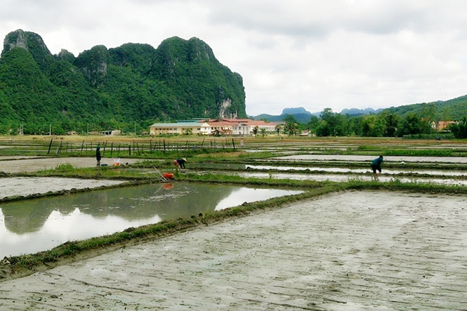 Nhiều diện tích lúa hè-thu đã được nông dân Minh Hóa xuống giống.
