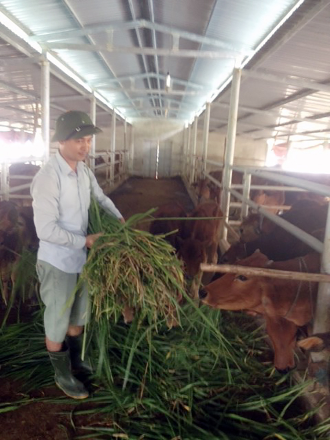 Lựa chọn chăn nuôi bò để khởi nghiệp, anh Nguyễn Văn Thành luôn nỗ lực để tạo thêm việc làm cho thanh niên trên địa bàn.