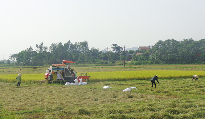 Nông dân xã Mai Hoá thu hoạch lúa đông-xuân.