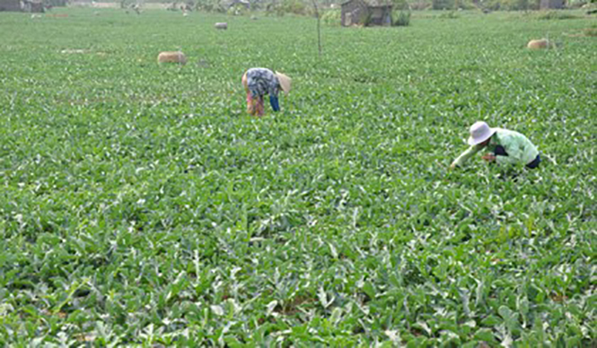 Trồng dưa xen canh mang lại nguồn thu nhập hàng chục triệu đồng cho bà con nông dân xã Thanh Thủy (Lệ Thủy).