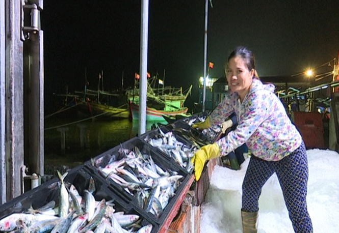  Sản lượng khai thác thủy hải sản của ngư dân thị xã Ba Đồn tăng mạnh.