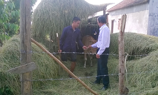 Hội Nông dân huyện Quảng Trạch trao tặng bò giống sinh sản cho anh Nguyễn Văn Thiên, xã Quảng Hợp.