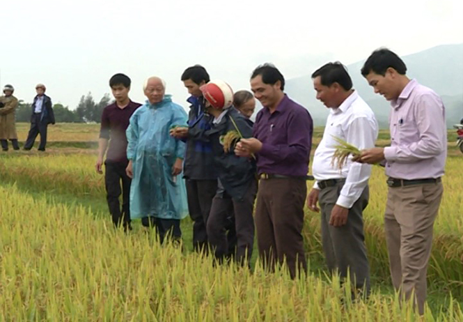 Giống lúa Thiên ưu 8 thích ứng với biến đổi khí hậu trên địa bàn huyện Quảng Trạch.