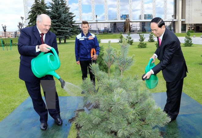 Chủ tịch nước Trần Đại Quang và Tổng thống Belarus Alexander Lukashenko trồng cây thông lưu niệm tại khuôn viên Cung Độc lập. (Ảnh: Nhan Sáng/TXVN)