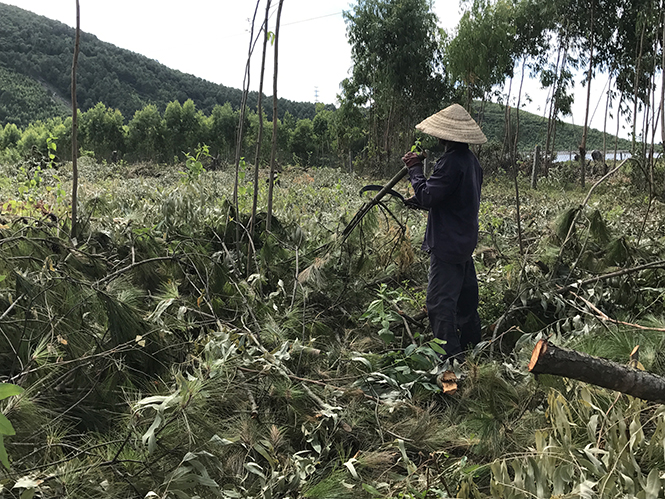 Người dân xã Quảng Phú, Quảng Trạch cắt tỉa, phát quang rừng trồng để phòng, chống cháy rừng trong mùa khô.