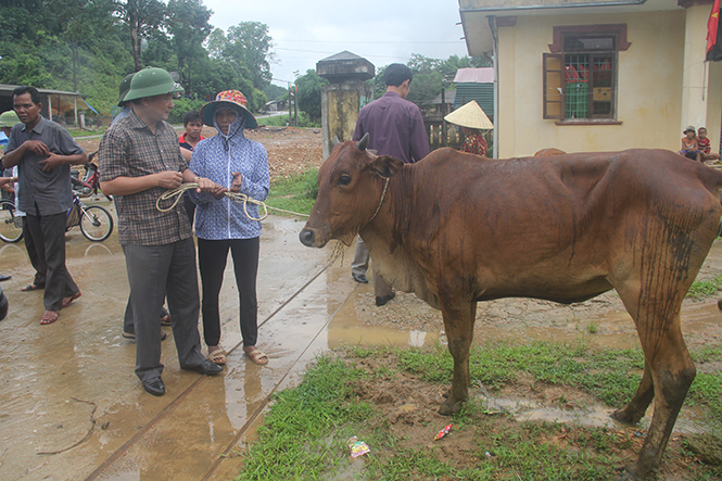 Đồng chí Trần Văn Tuân, Ủy viên Ban Thường vụ Tỉnh ủy, Chủ tịch Ủy ban MTTQVN tỉnh trao bò giống cho hộ nghèo.