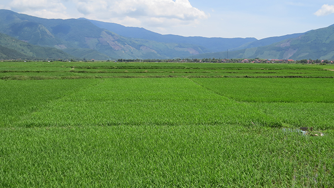 Dồn điền đổi thửa là hướng đi mới trong sản xuất nông nghiệp ở xã Quảng Châu.