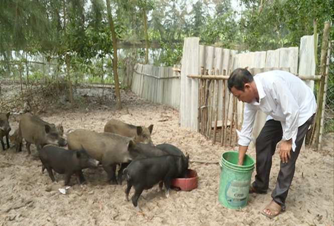 Nhờ đẩy mạnh phát triển chăn nuôi, thị xã Ba Đồn có tổng đàn gia súc đạt 35.000 con.