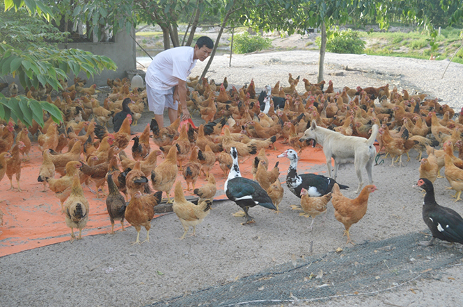Trang trại gà của anh Nguyễn Thanh Hải cho thu nhập gần 300 triệu đồng/năm.
