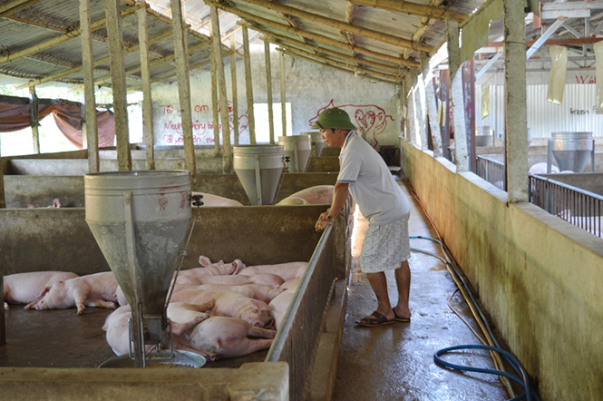 Lợn rớt giá, nhiều người làm trang trại ở Thanh Trạch lao đao.